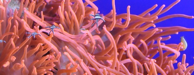 living coral rafa koralowa